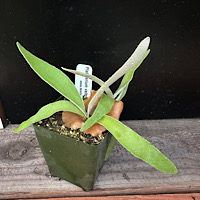 1 - Platycerium veitchii 